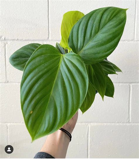 Philodendron Fuzzy Petiole Tips Care Light Temperature Water And Soil
