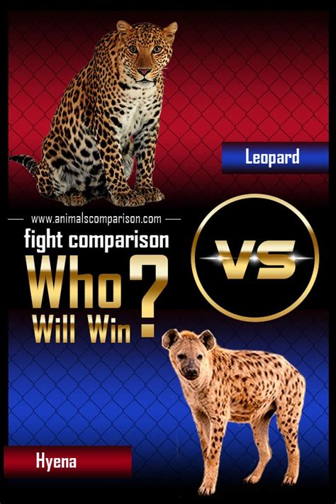 Leopard vs Hyena Fight Comparison- who will win?