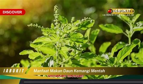 Intip Manfaat Makan Daun Kemangi Mentah Yang Wajib Kamu Ketahui