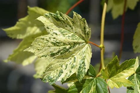 Acer Pseudoplatanus Sycamore Leopoldii Stock Photos Free Royalty