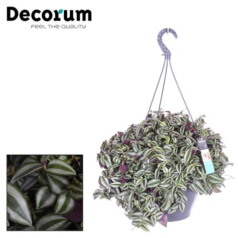 Xxl Tradescantia Zebrina Purpusii Hillplant Bv