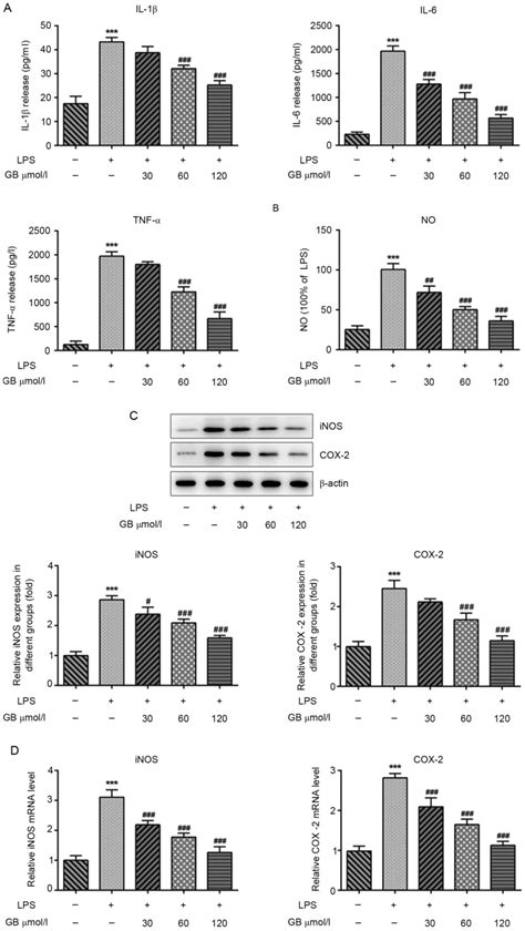 Ginkgolide B Alleviates The Inflammatory Response And Attenuates The