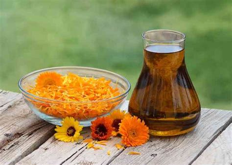 How To Make Calendula Infused Oil Its Benefits And How To Use It Everything Pretty