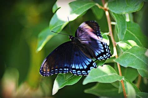 Identified Southern Indiana Butterflies And Wildlife