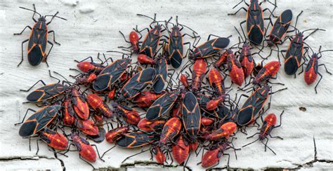 Swarms Of Boxelder Bugs Breeding Orgies All Over Toronto News