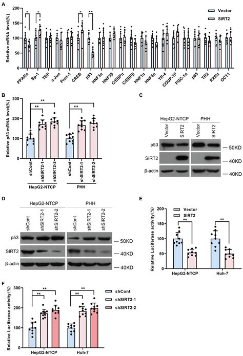 Frontiers SIRT2 Promotes HBV Transcription And Replication By