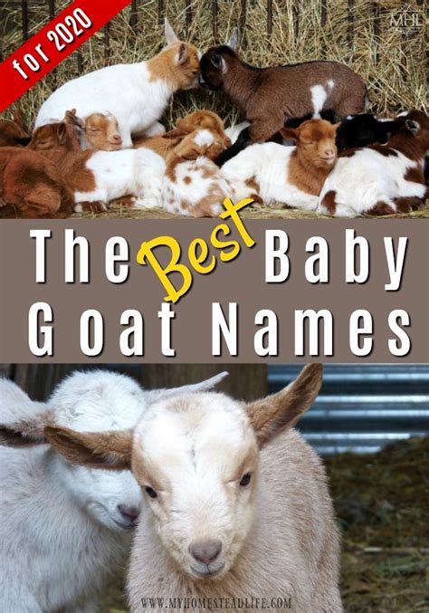 BEST Baby Goat Names for 2020! | Goats, Pet goat, Baby goats