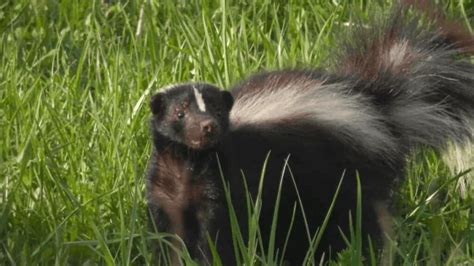 Where Do Skunks Live And How To Keep Them Out Of Your Yard