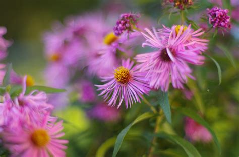 Autumn Flowers Pentax User Photo Gallery