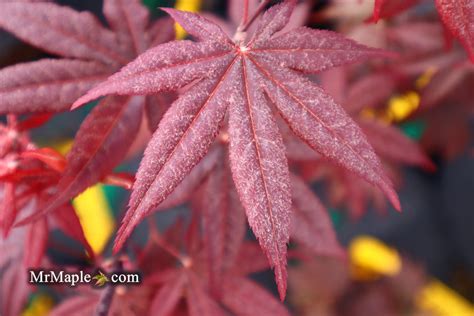 Buy Acer Palmatum Emperor 1 Red Japanese Maple Mr Maple │ Buy Japanese Maple Trees