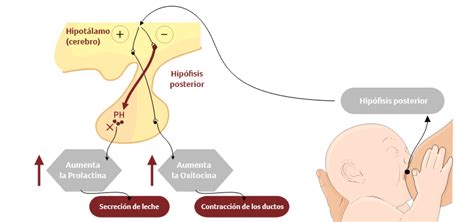 Producción De La Leche Materna Allattamento Apoteca Natura