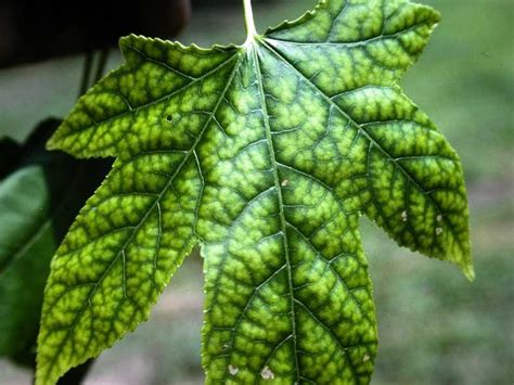 What Is Chlorosis The Garden Of Eaden