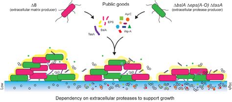 Summary Of The Role Of Extracellular Proteases And Extracellular