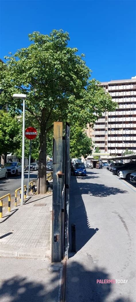 Alberi Pericolanti In Via Toscana Rischiano Di Cadere