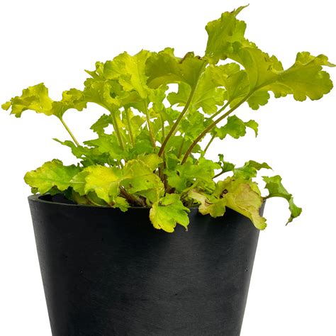 Heuchera Lime Marmalade Muddy Trowel