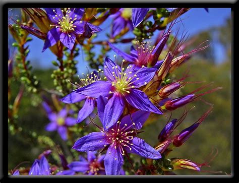 Gallery Four Statewide Wildflowers Of Western Australia Australian