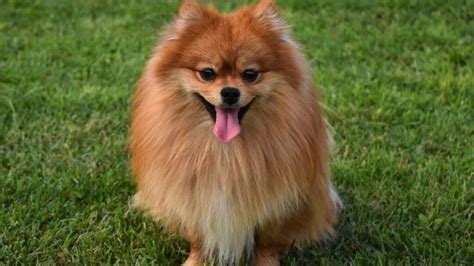 C Mo Saber Si Un Pomerania Es De Raza Pura Vimar Alfambra