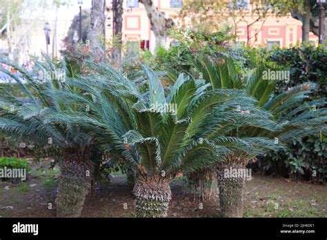 The Potted Pygmy Date Palms Phoenix Roebelenii In The Park Stock