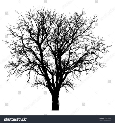 3 225 Naked Bush Images Stock Photos Vectors Shutterstock