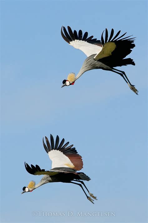 Crane - Birds