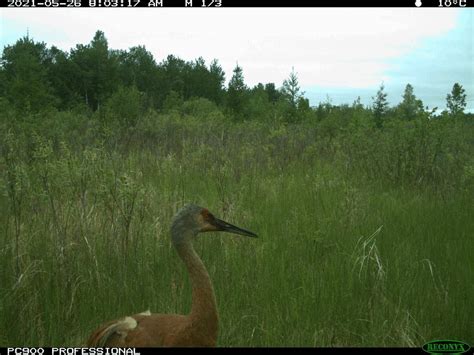 Sandhill Crane Album On Imgur