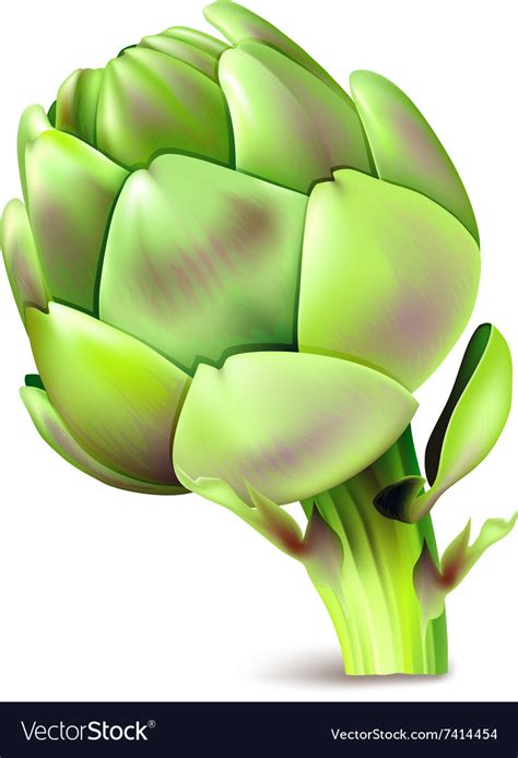 Artichoke Royalty Free Vector Image Vectorstock