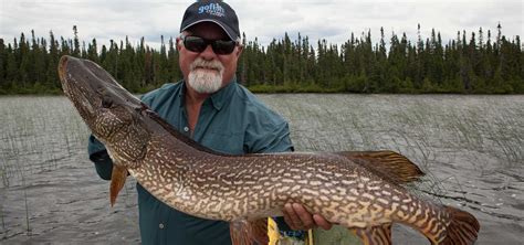 Northern Pike & Muskie Fly Fishing Ontario - The New Fly Fisher