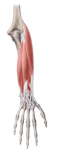 Diagram Of Forearm Posterior Compartment Extensors Of Forearm Quizlet