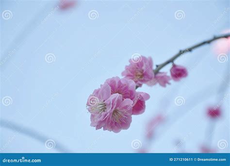 Plum Flower Blossom Blooming From Branch In Park On Japan Stock Image