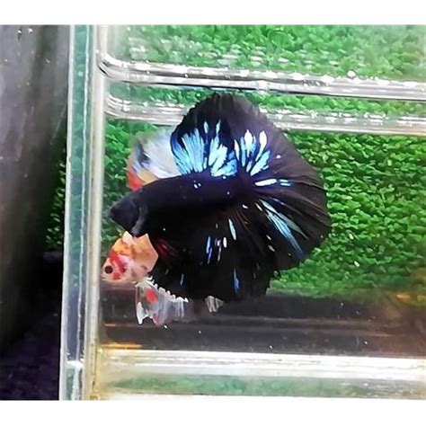 Black Galaxy Star Overhalfmoon Erkek Betta M L