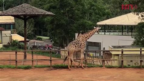 Zoológico De São Paulo El Más Grande De Brasil Y Latinoamérica Youtube