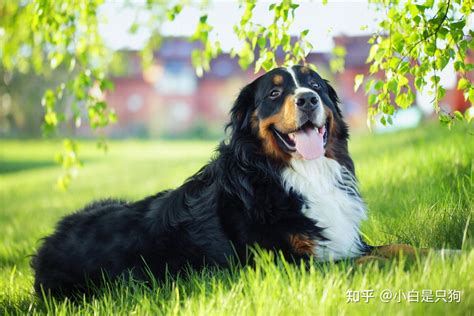 为什么伯恩山犬逐渐登上宠物圈除了不输金毛还有这些点 知乎