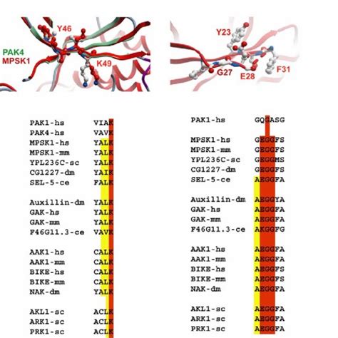 Figure S3 Structural Conservation Of The Vaik Motif Left Panel And