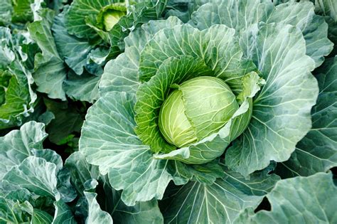 When to Harvest Cabbage From Your Vegetable Garden