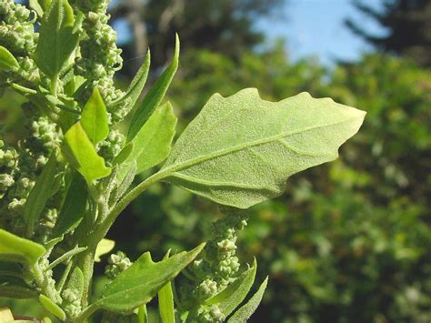 Chenopodium berlandieri - Alchetron, the free social encyclopedia