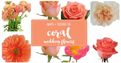 The Essential Coral Wedding Flowers Guide: Types of Peach Flowers, Names, Seasons + Pics