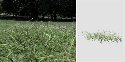 Barnyard Grass Species Pack Vfx Speedtree