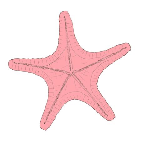 Premium Vector Starfish Vector Illustration Isolated On White Background