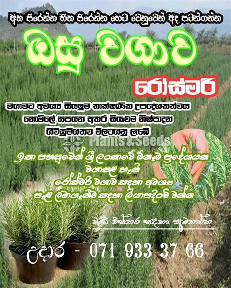 Rosemary Plantersරෝස්මෙරි Plants And Seeds