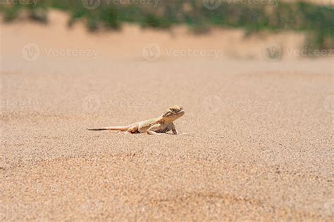 Desert Lizard Secret Toadhead Agama Phrynocephalus Mystaceus On The