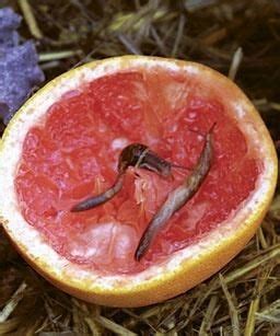 Slakken Oorlog Wat Doe Je Tegen Slakken In Je Moestuin Tuin