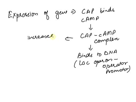 Video Solution A Explain How The Catabolite Activation Protein Cap