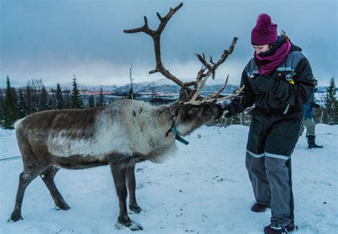 Things To Do In Norway Reindeer Rides — The Sweetest Escapes Tromso