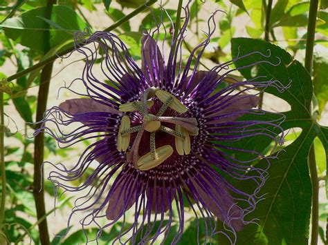 Inspiration Purple Violet Blue Passion Flower Vine Live Plant Passiflora Incarnata Starter Size