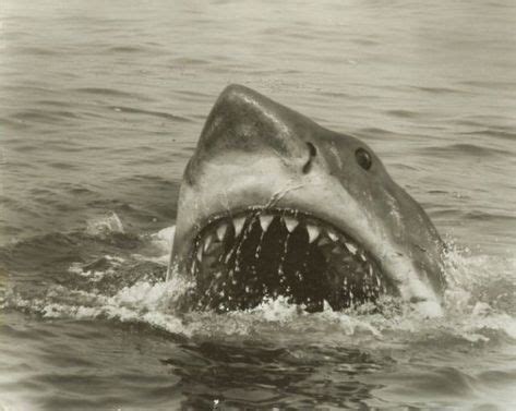 Jaws Rare Photos Frame Grabs Images Behindthescenes Pics Etc