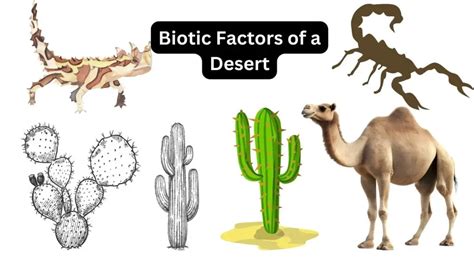 Biotic Factors Of A Desert Biology Notes Online