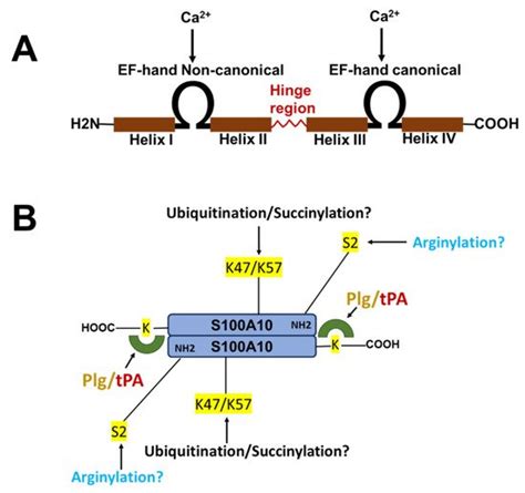 The Annexin A2s100a10 Complex Encyclopedia Mdpi