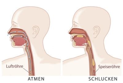 Schlucken Funktion Aufgabe Krankheiten Medlexi De