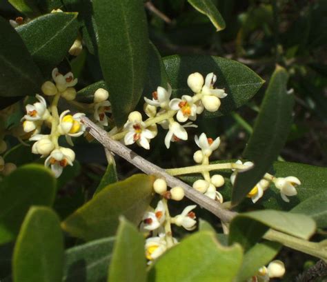 Cuidados Del Olivo En Maceta