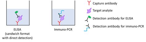 Immuno Pcr A Highly Sensitive Method Of Immunodetection